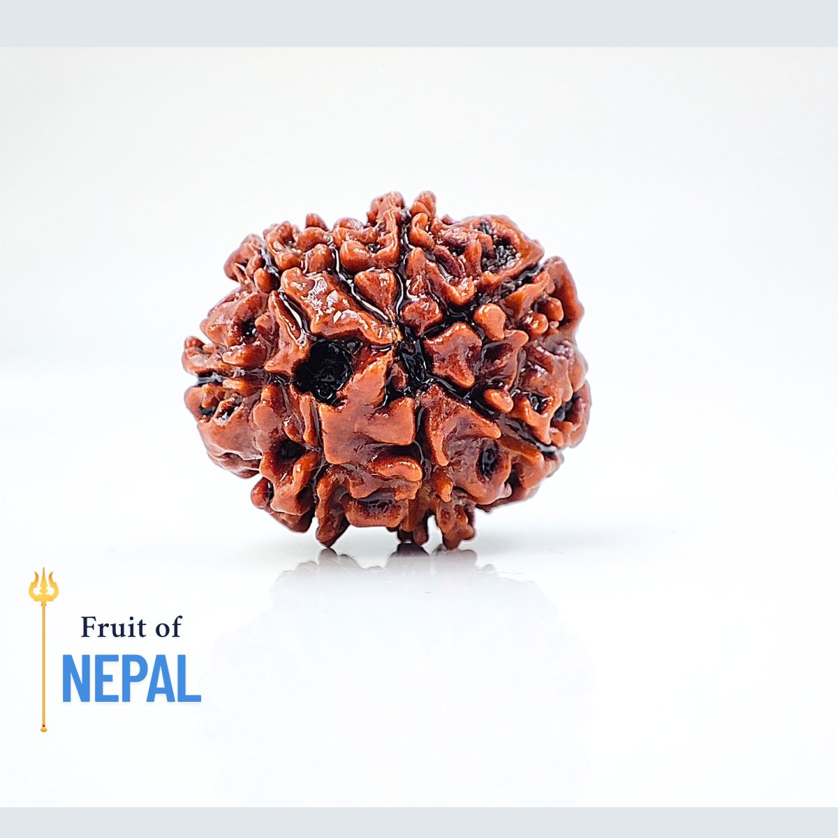 8 Mukhi Rudraksha Nepali Lab Certified - Image 2
