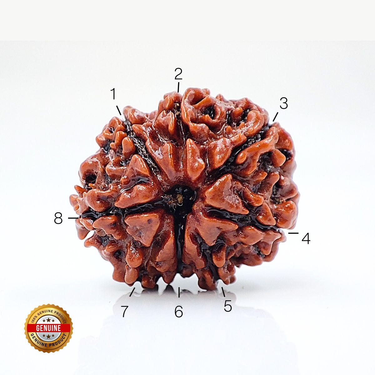 8 Mukhi Rudraksha Nepali Lab Certified - Image 3