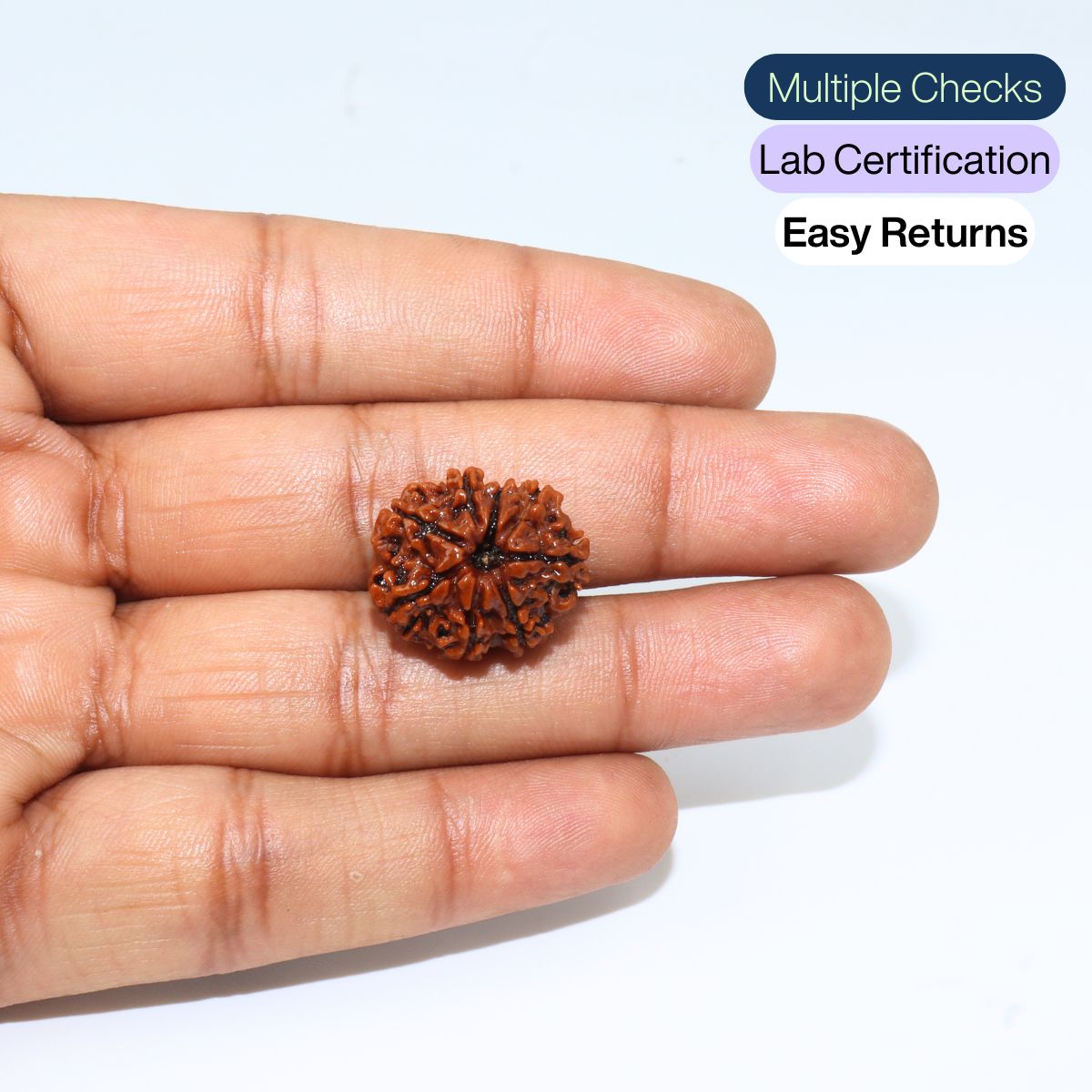 8 Mukhi Rudraksha Nepali Lab Certified - Image 4