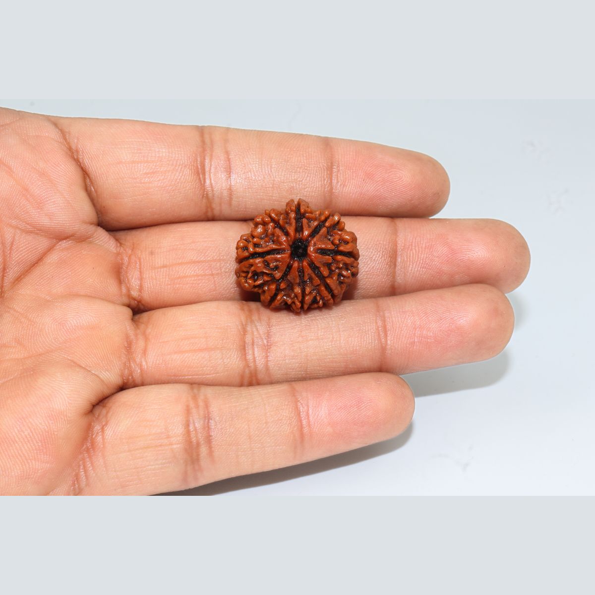 8 Mukhi Rudraksha Nepali Lab Certified - Image 2