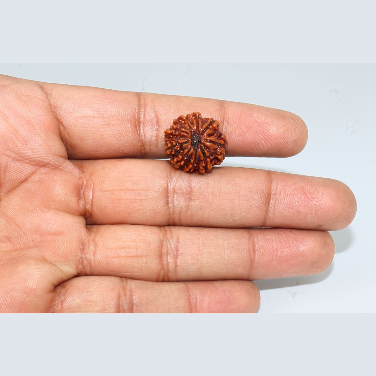 9 Mukhi Rudraksha Nepali Lab Tested Orignal 22MM - Image 3