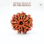 9 Mukhi Rudraksha Nepali Lab Tested Orignal