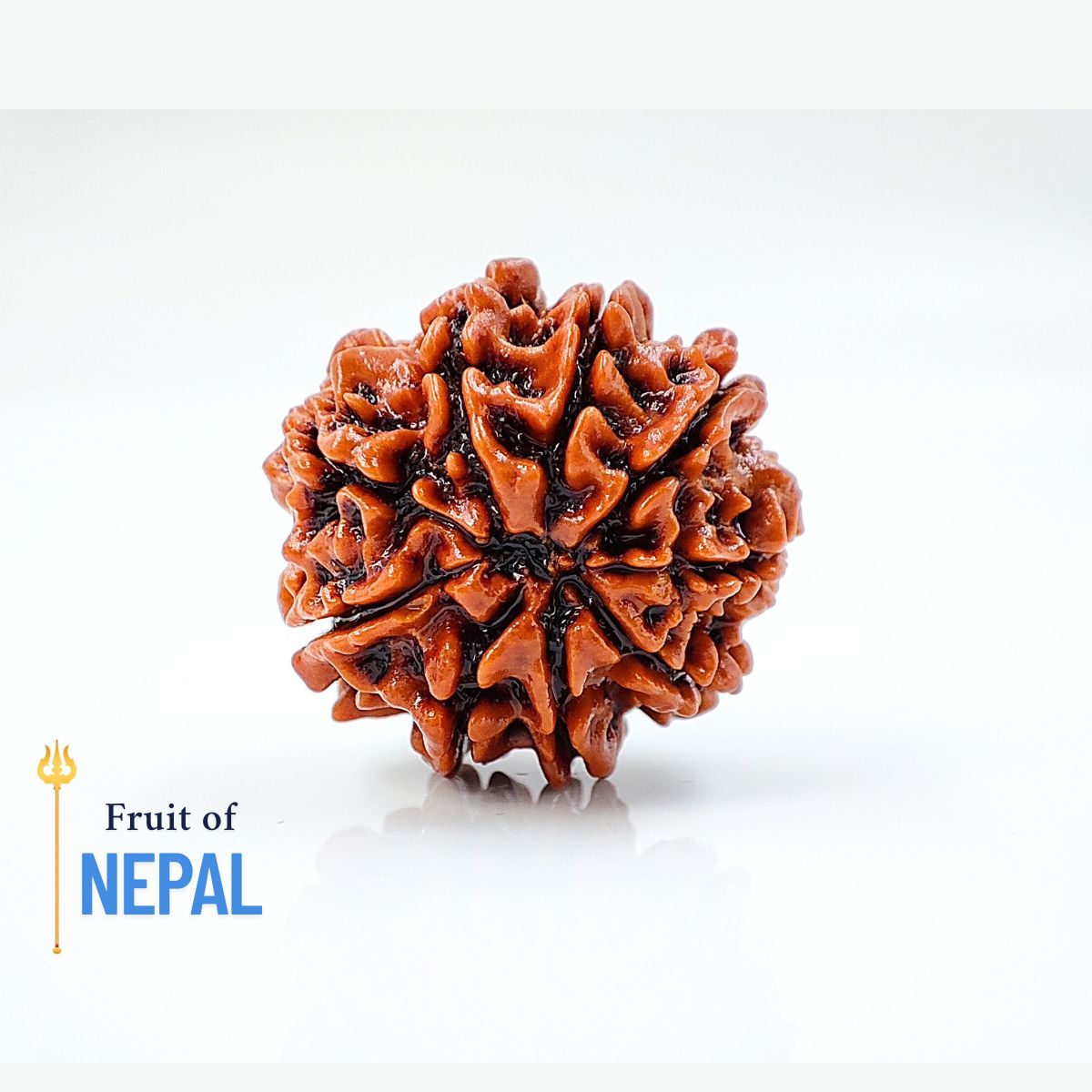 9 Mukhi Rudraksha Nepali Lab Tested Orignal - Image 2
