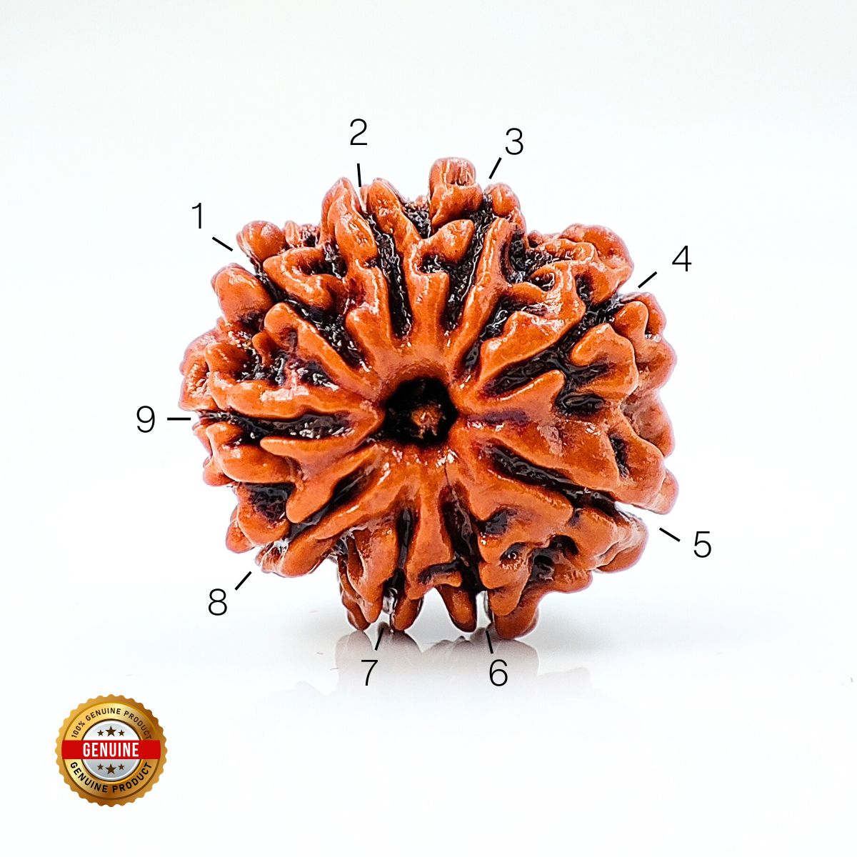 9 Mukhi Rudraksha Nepali Lab Tested Orignal - Image 3