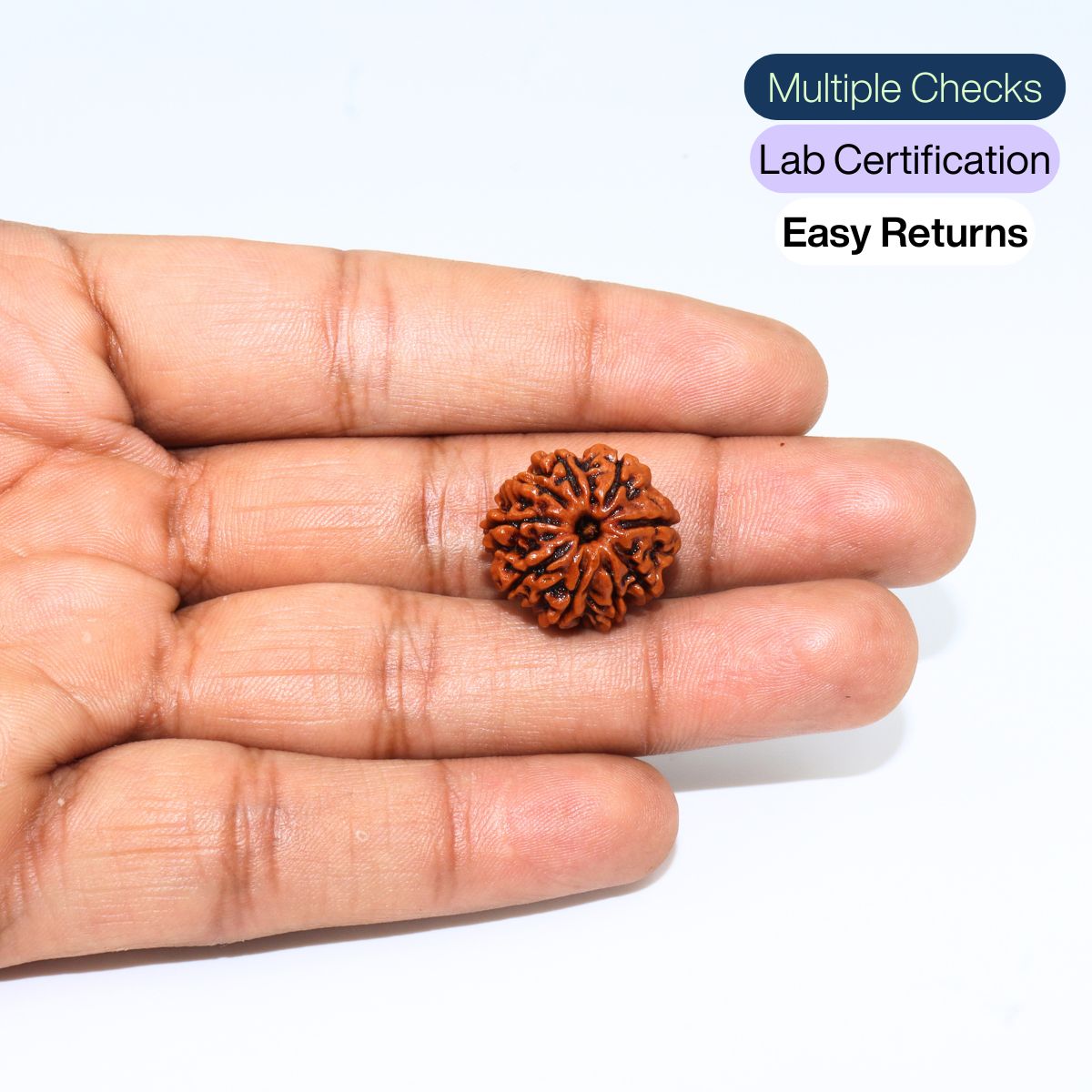 9 Mukhi Rudraksha Nepali Lab Tested Orignal - Image 4