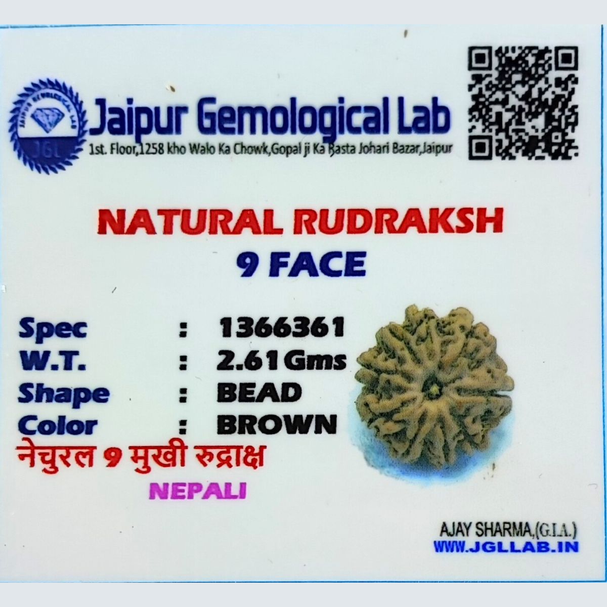 9 Mukhi Rudraksha Nepali Lab Tested Orignal - Image 5