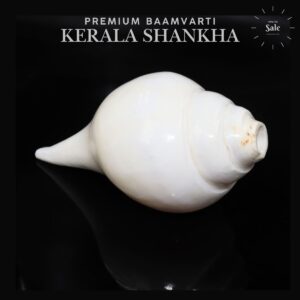Baamvarti Shankha Kerala 15cm Length Conch Medium Size