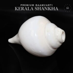 Baamvarti Shankha Kerala 16cm Length Conch Medium Size