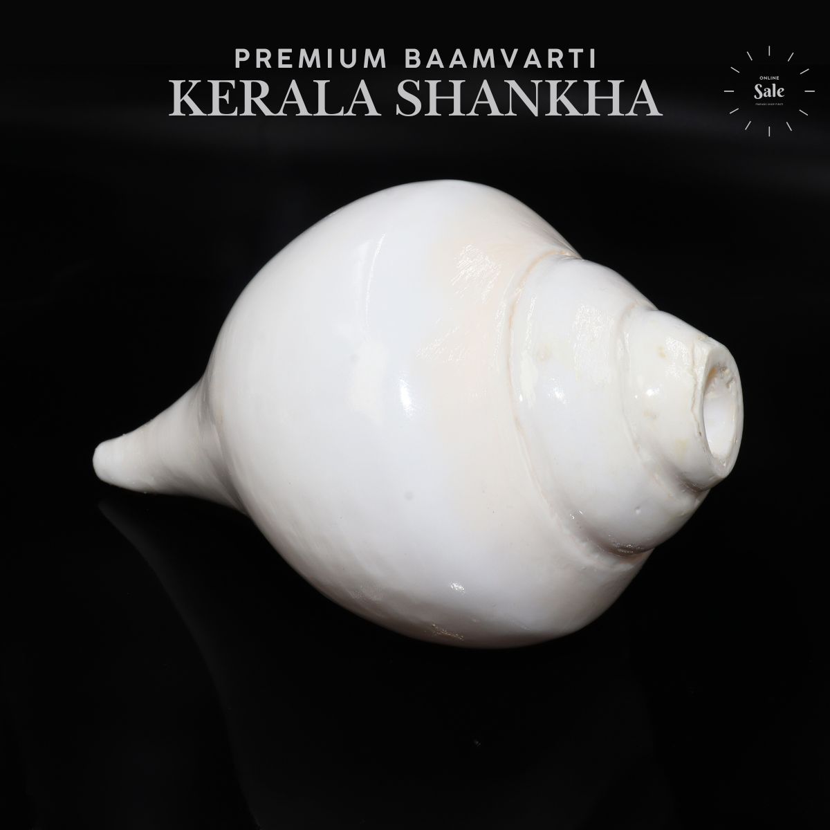 Baamvarti Shankha Kerala 16cm Length Conch Medium Size