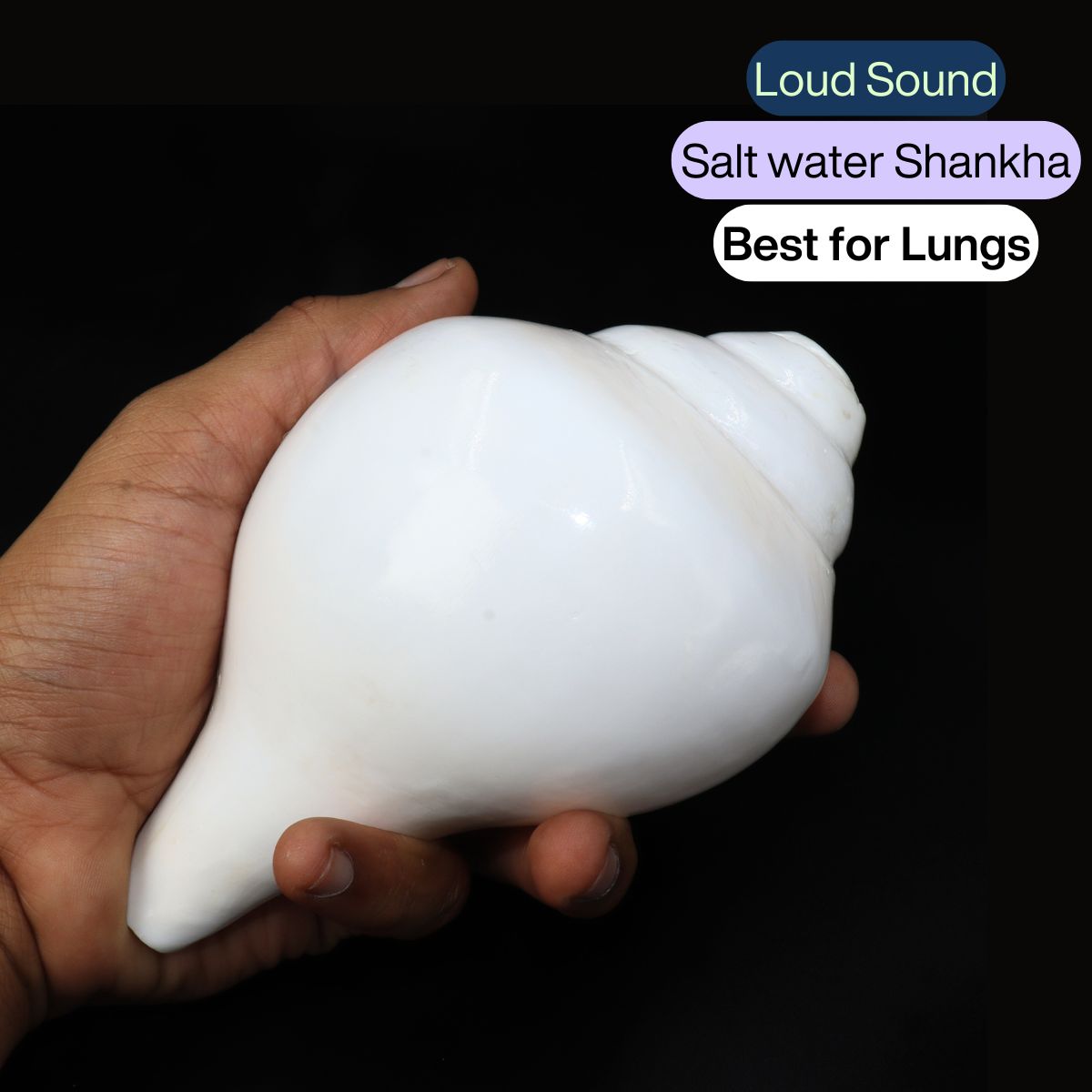 Baamvarti Shankha Kerala 16cm Length Conch Medium Size - Image 2