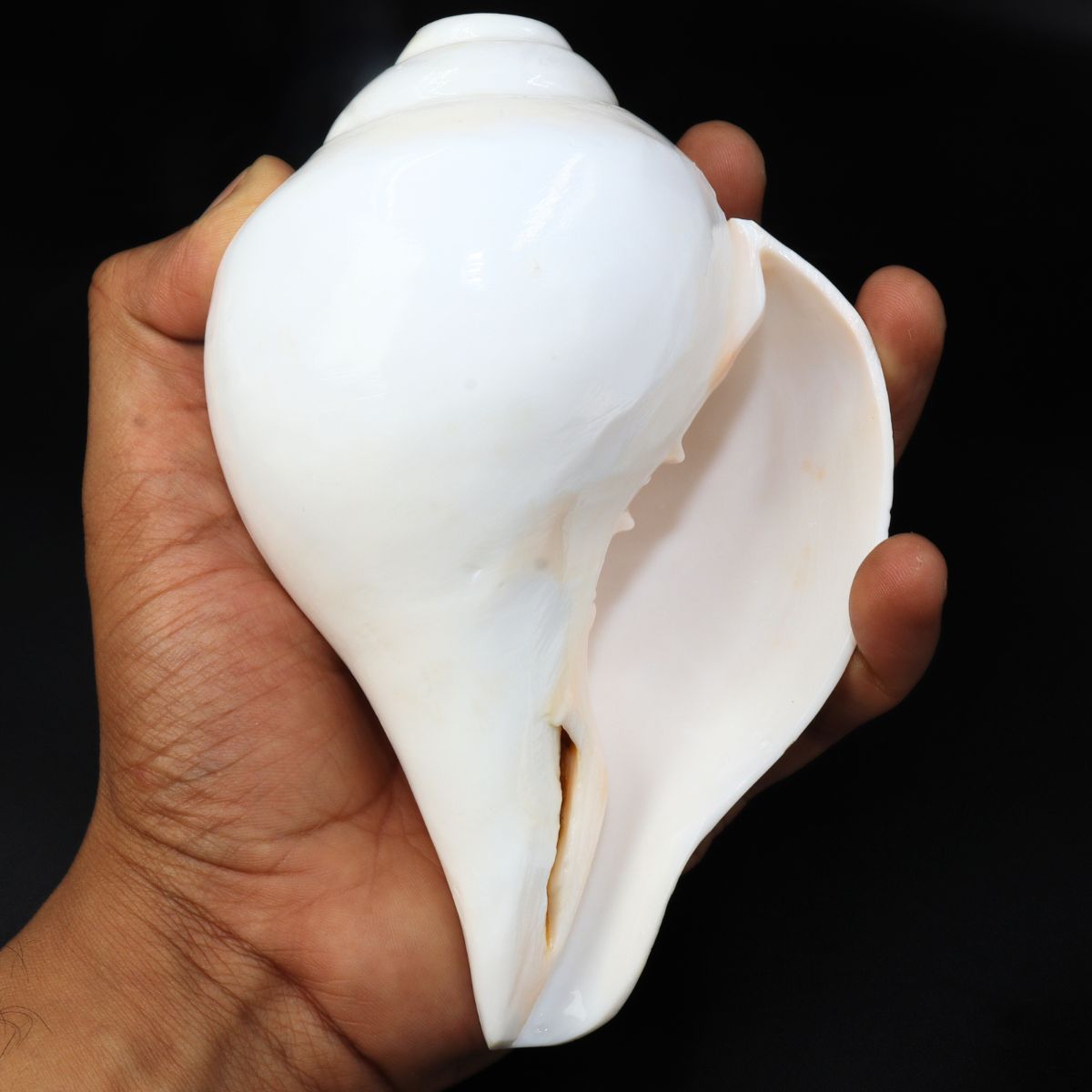 Baamvarti Shankha Kerala 16cm Length Conch Medium Size - Image 3
