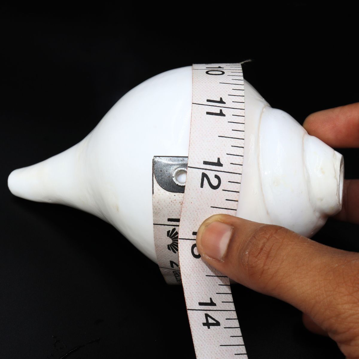 Baamvarti Shankha Kerala 16cm Length Conch Medium Size - Image 4