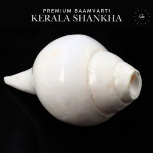 Baamvarti Shankha Kerala 15cm Length Conch Large Size