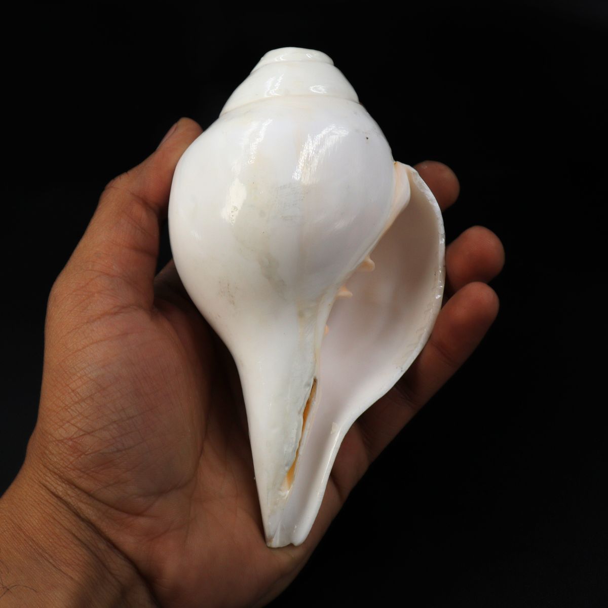 Baamvarti Shankha Kerala 15cm Length Conch Large Size - Image 3
