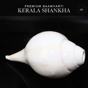 Baamvarti Shankha Kerala 16cm Length Conch Large Size