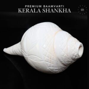 Baamvarti Shankha Kerala 17cm Length Conch Large Size