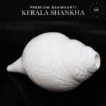 Baamvarti Shankha Kerala 17.5cm Length Conch Large Size