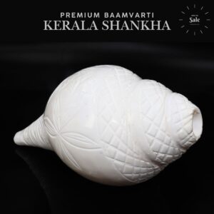 Baamvarti Shankha Kerala 17.5cm Length Conch Large Size