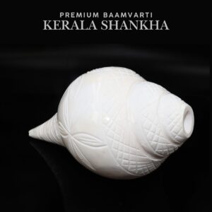 Baamvarti Shankha Kerala 17.5cm Length Conch XL Size