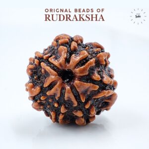 7 Mukhi Rudraksha Nepali Med size Orignal Lab Tested