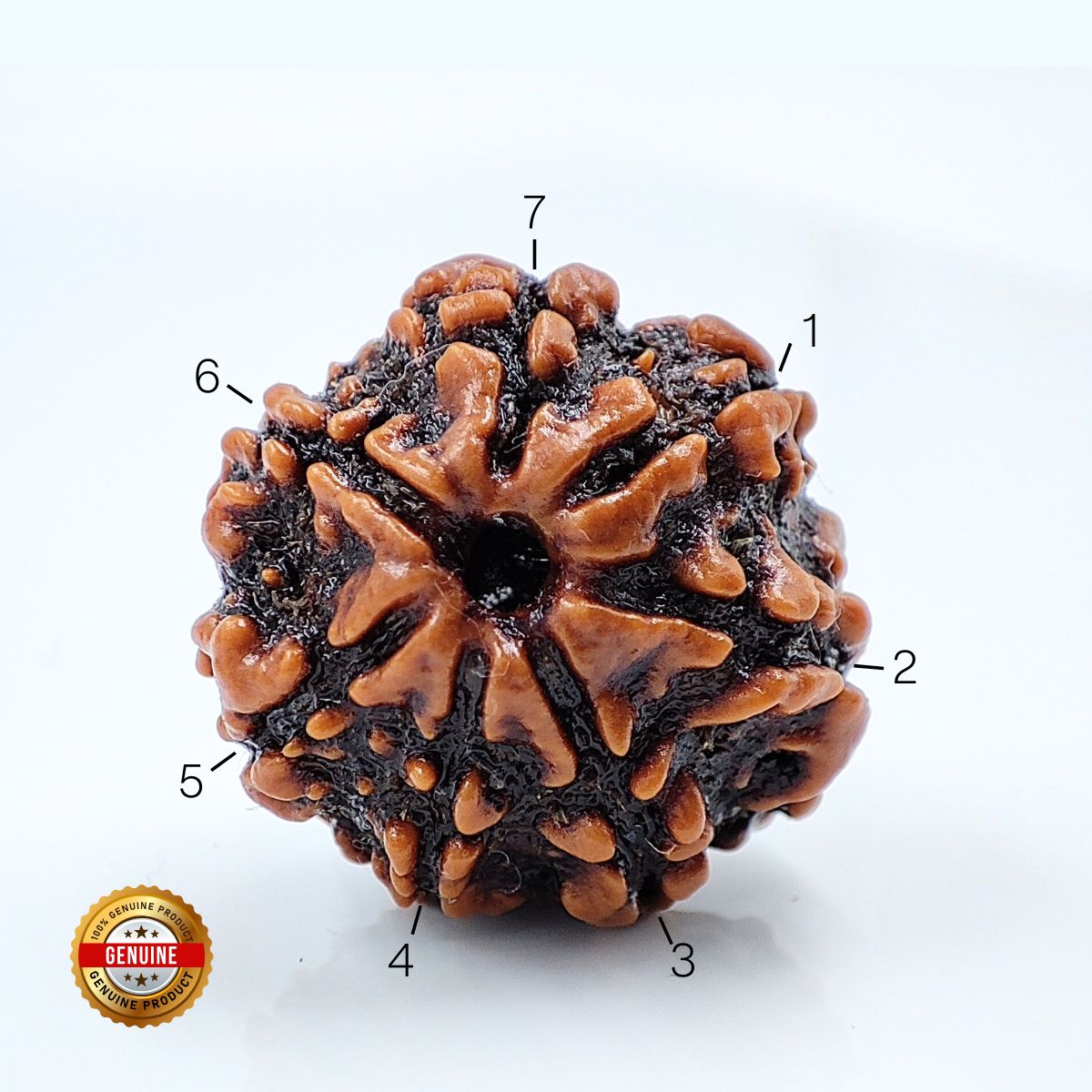 7 Mukhi Rudraksha Nepali Med size Orignal Lab Tested - Image 3