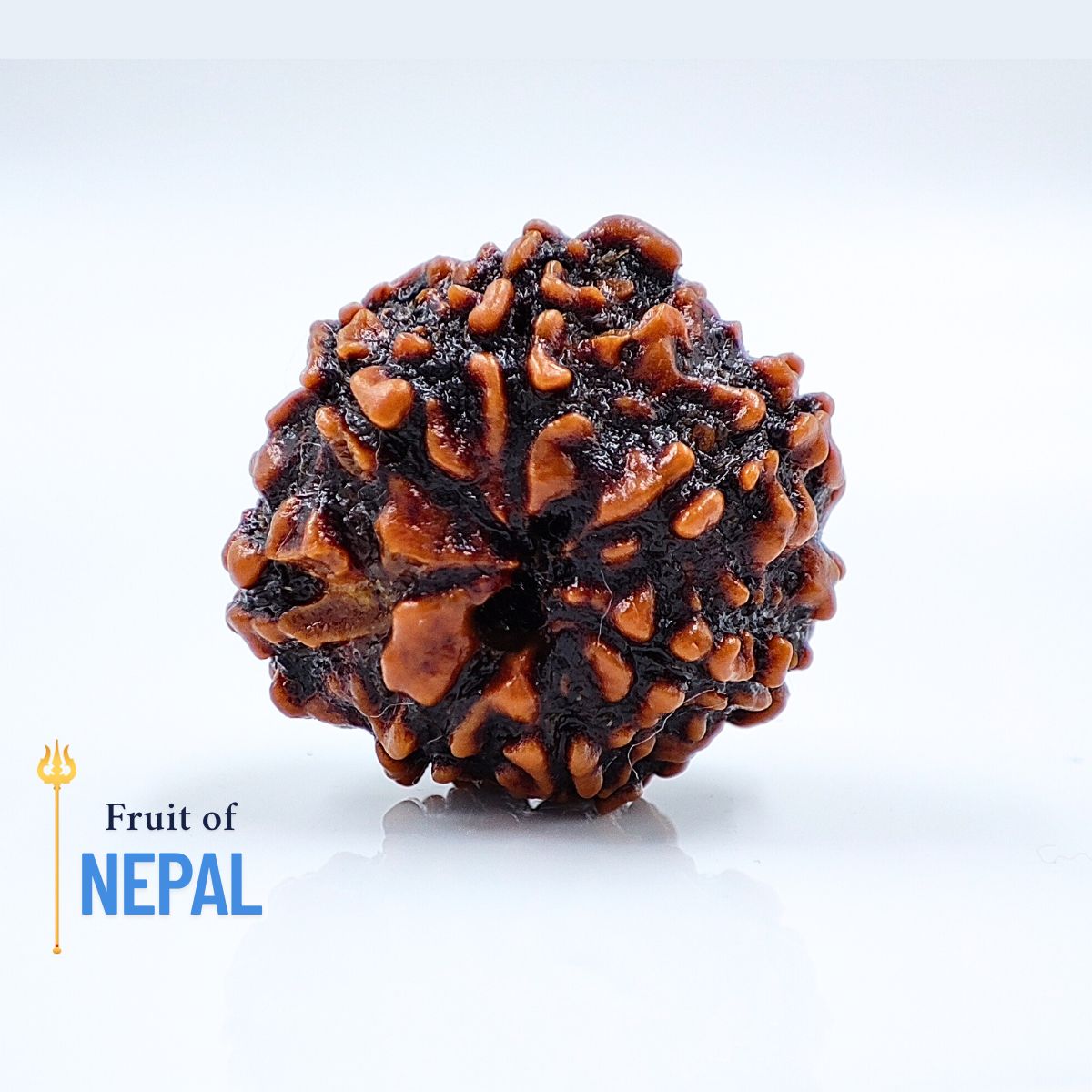 7 Mukhi Rudraksha Nepali Med size Orignal Lab Tested - Image 4