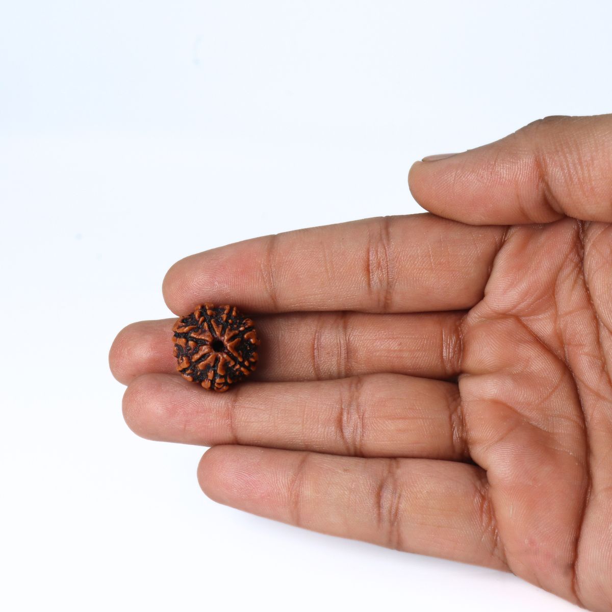 7 Mukhi Rudraksha Nepali Med size Orignal Lab Tested - Image 5