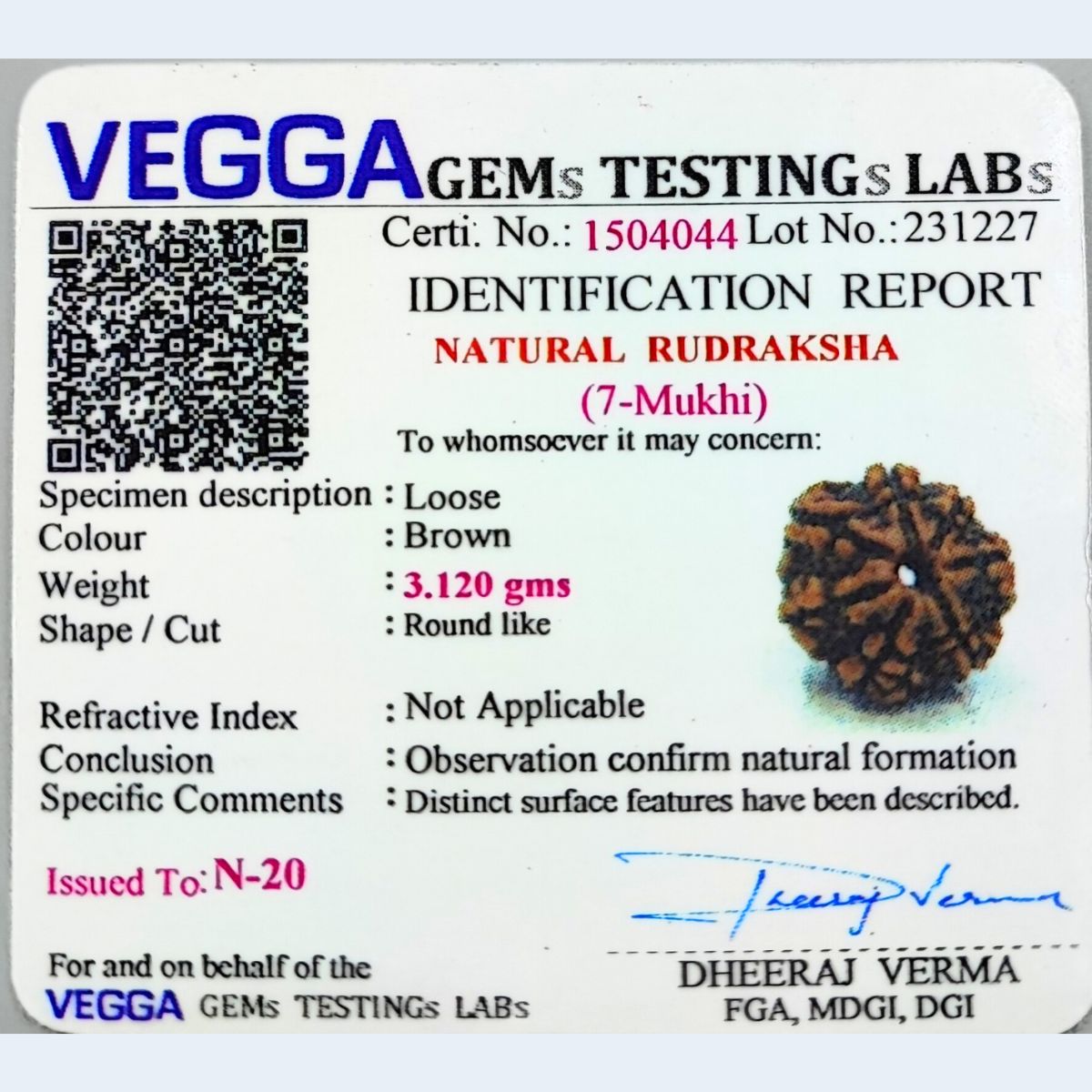 7 Mukhi Rudraksha Nepali Med size Orignal Lab Tested - Image 6