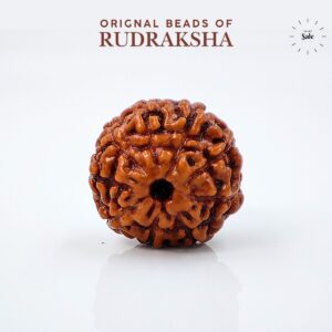 9 Mukhi Rudraksha Indonasian Lab Tested Orignal