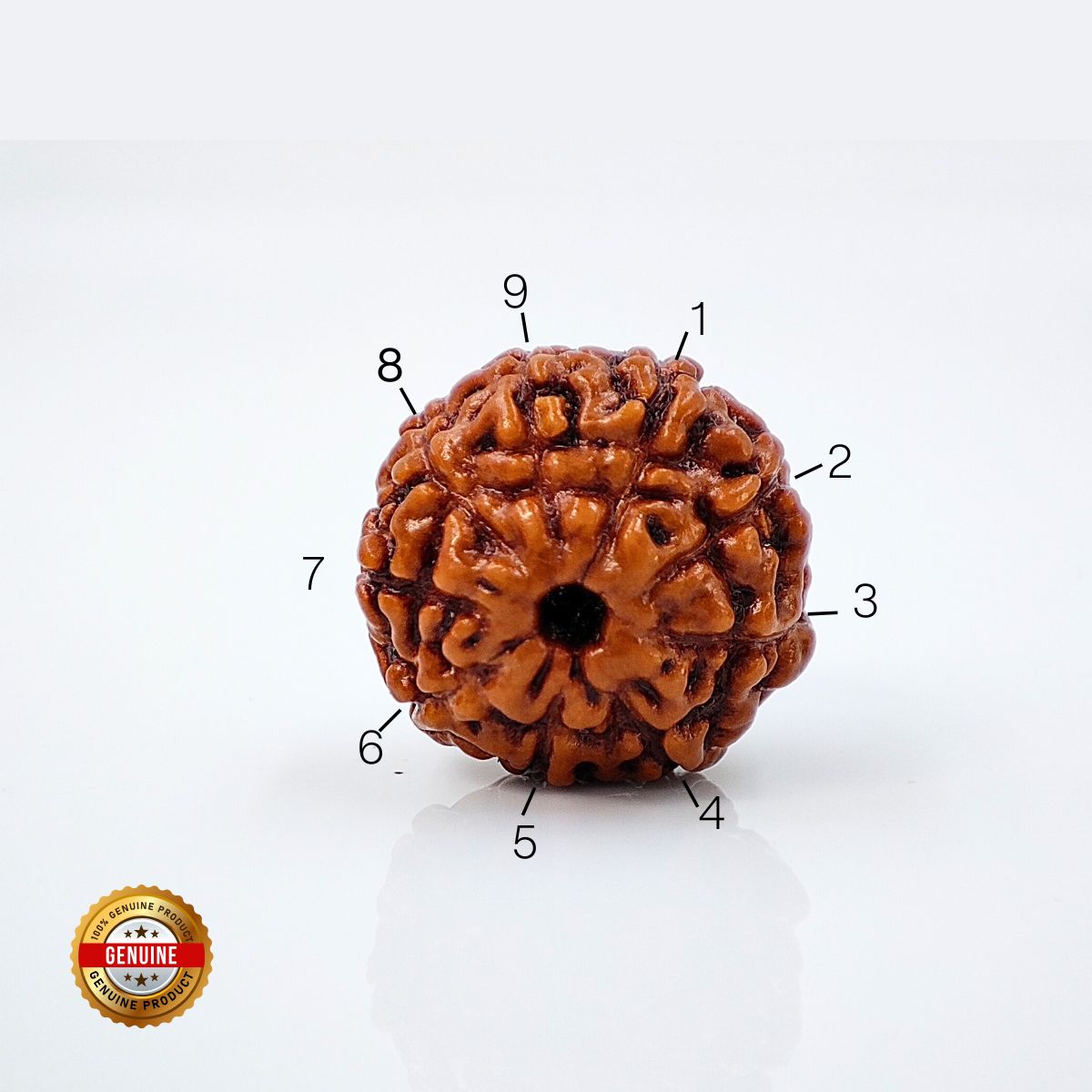 9 Mukhi Rudraksha Indonasian Lab Tested Orignal - Image 2