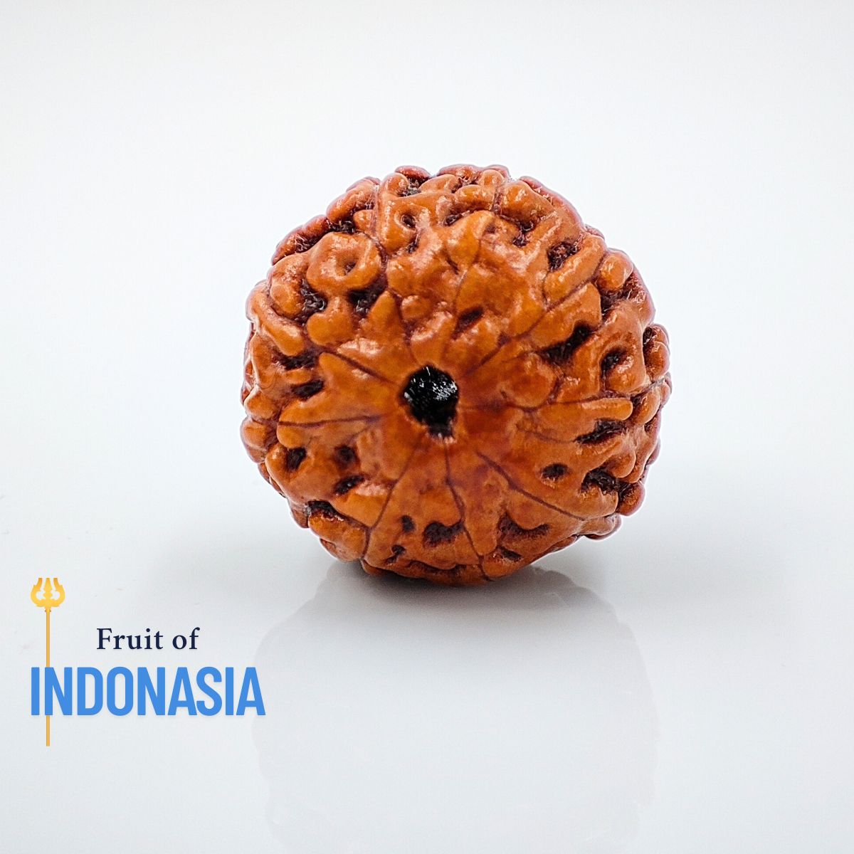 9 Mukhi Rudraksha Indonasian Lab Tested Orignal - Image 3