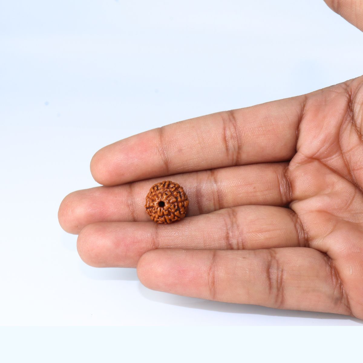 9 Mukhi Rudraksha Indonasian Lab Tested Orignal - Image 4