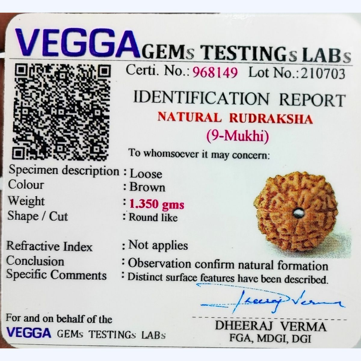 9 Mukhi Rudraksha Indonasian Lab Tested Orignal - Image 5