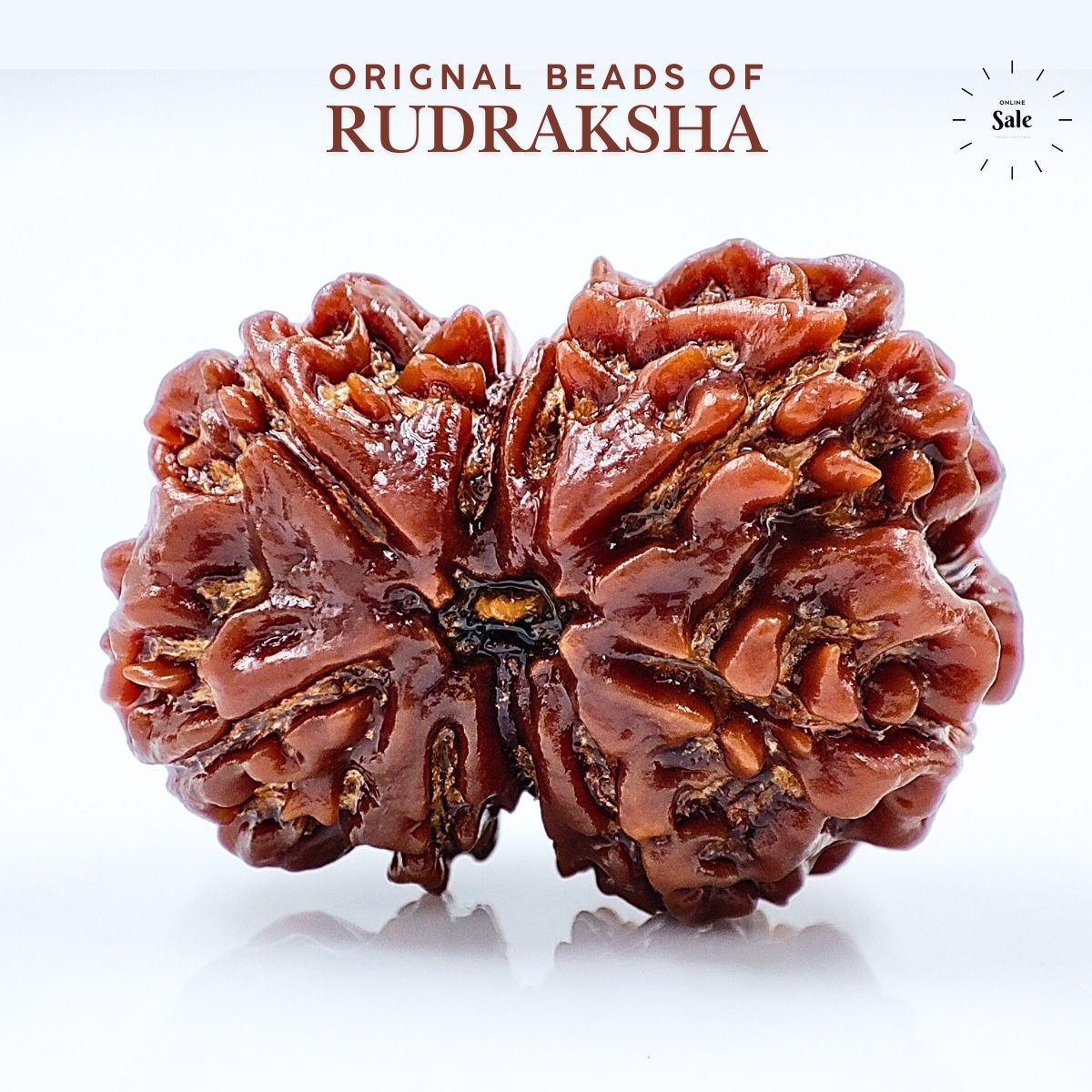 Ganesh Gauri Shankhar Rudraksha: Exclusive Rare Rudraksha