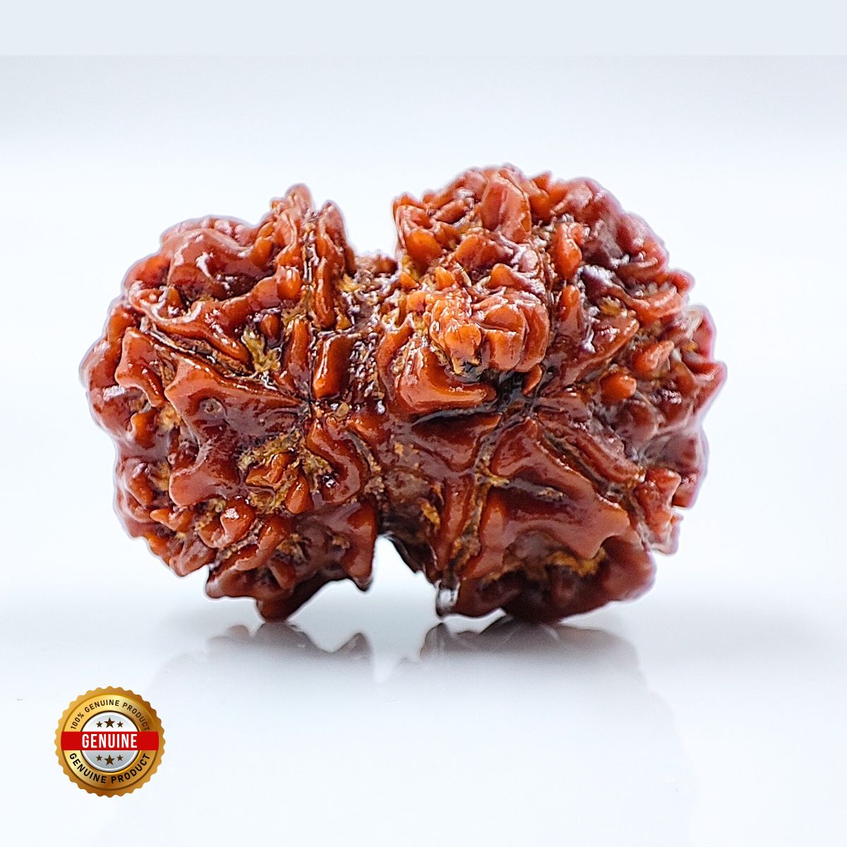 Ganesh Gauri Shankhar Rudraksha: Exclusive Rare Rudraksha - Image 2