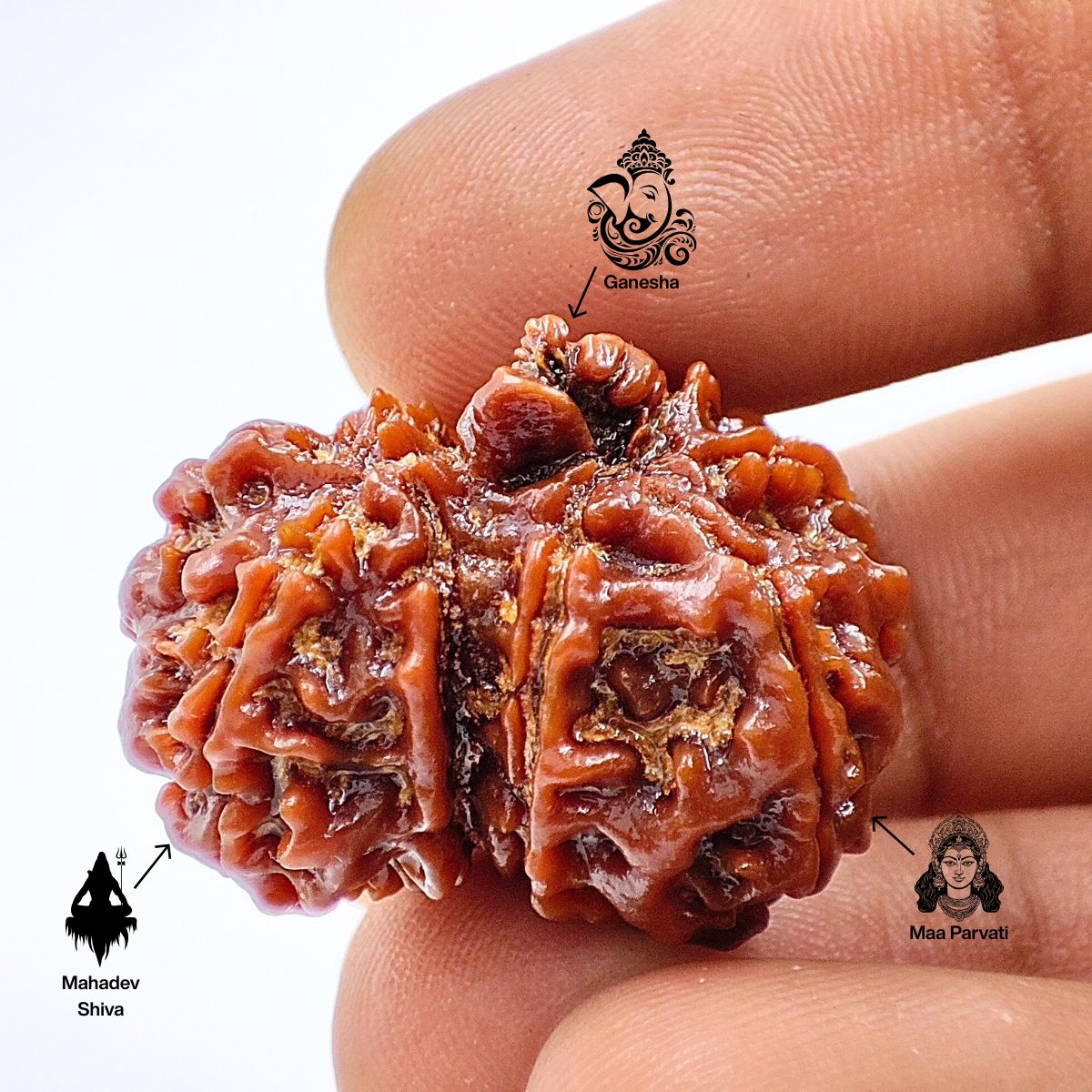 Ganesh Gauri Shankhar Rudraksha: Exclusive Rare Rudraksha - Image 3