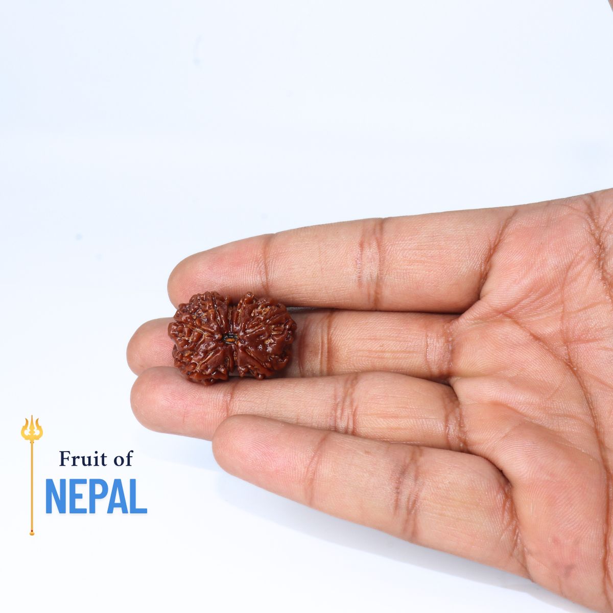 Ganesh Gauri Shankhar Rudraksha: Exclusive Rare Rudraksha - Image 4