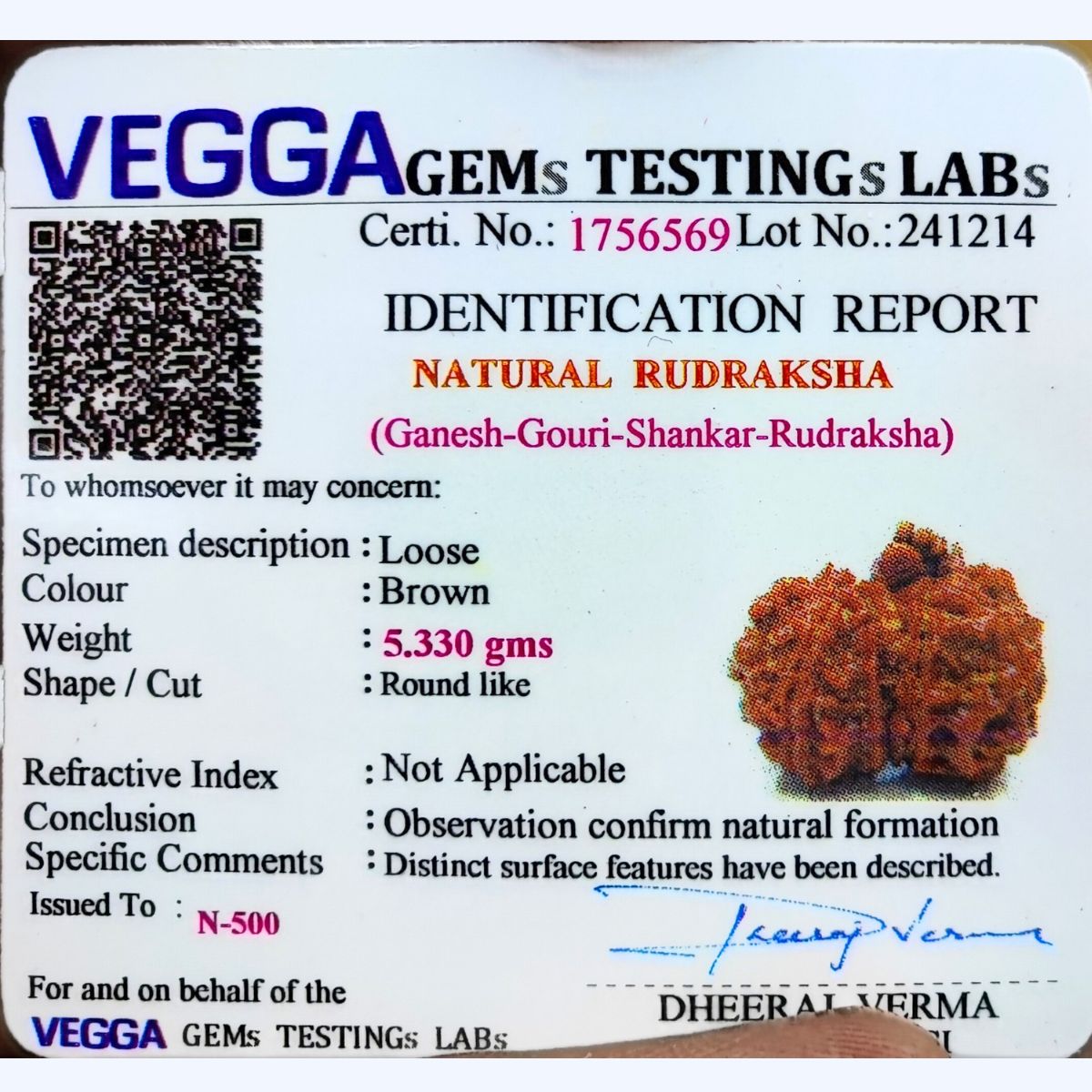 Ganesh Gauri Shankhar Rudraksha: Exclusive Rare Rudraksha - Image 5