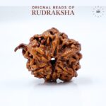 Ganesh Rudraksha Orignal Nepali Lab Tested