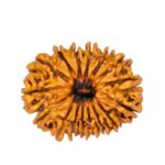 16 Mukhi Rudraksha Nepali Orignal Lab Tested XL Size