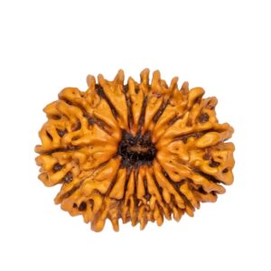 16 Mukhi Rudraksha Nepali Orignal Lab Tested XL Size