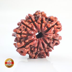10 Mukhi Rudraksha Nepali Orignal Lab Tested