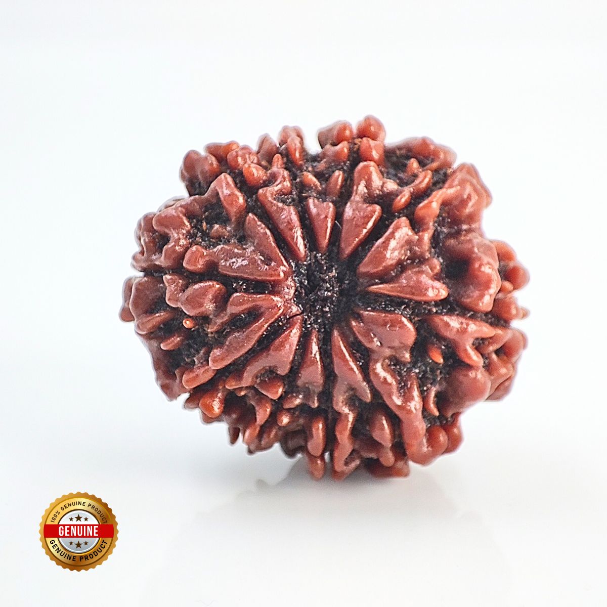 10 Mukhi Rudraksha Nepali Orignal Lab Tested