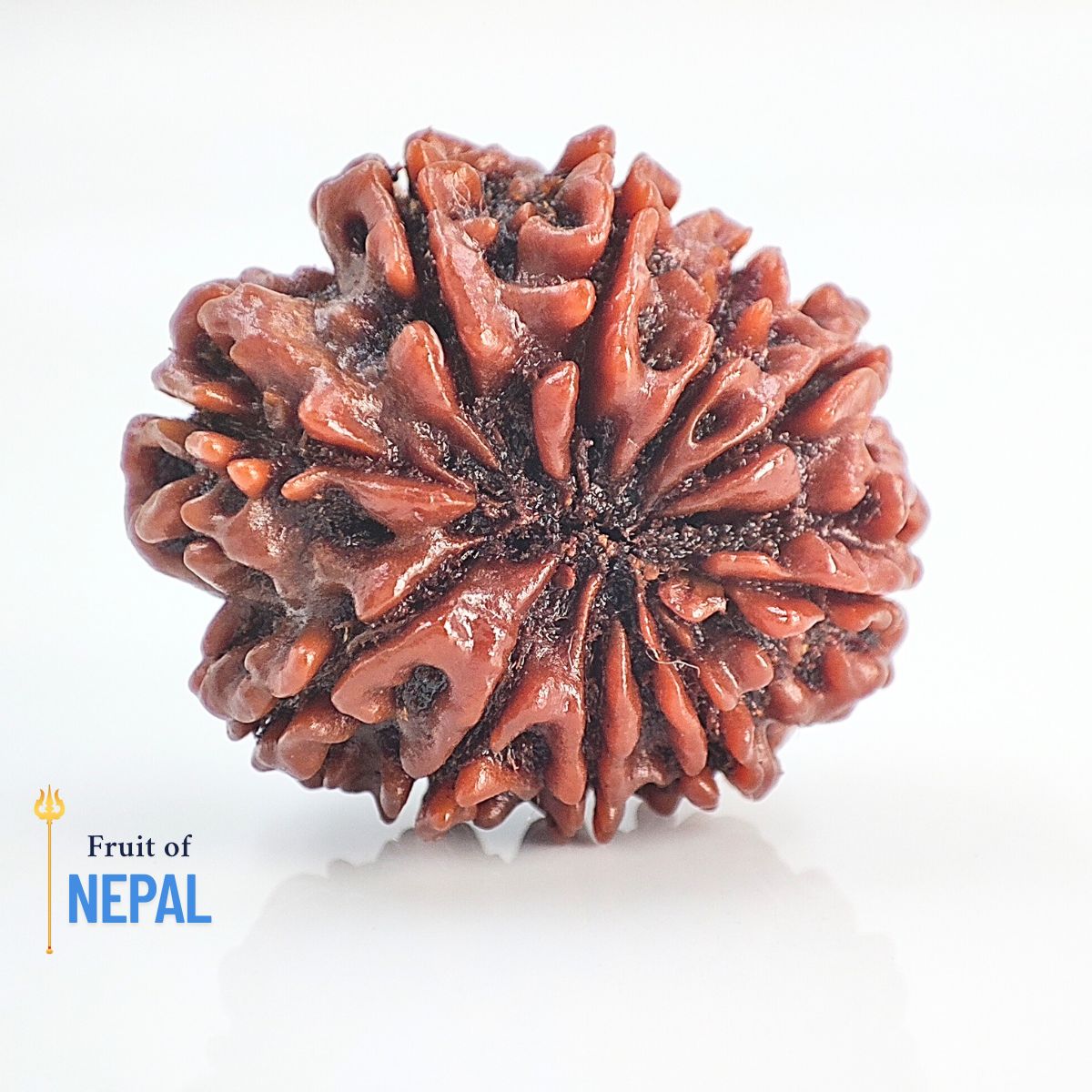 10 Mukhi Rudraksha Nepali Orignal Lab Tested - Image 3