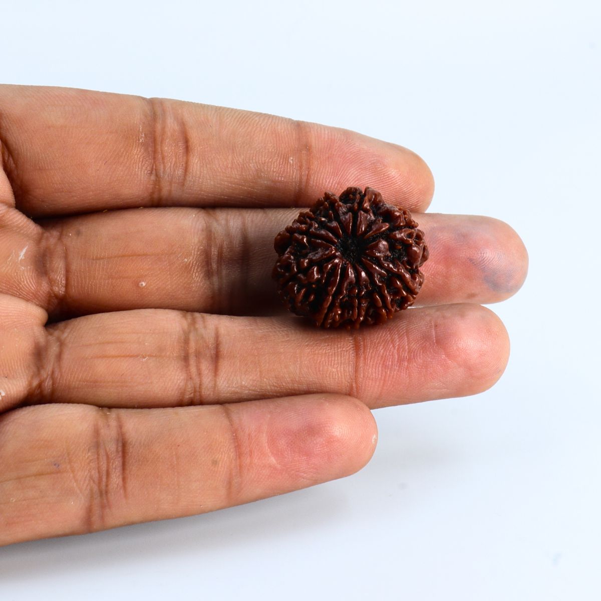 10 Mukhi Rudraksha Nepali Orignal Lab Tested - Image 4