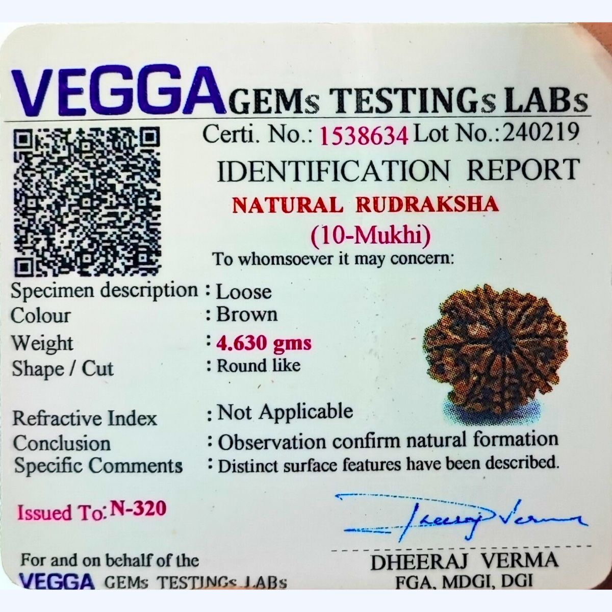 10 Mukhi Rudraksha Nepali Orignal Lab Tested - Image 2