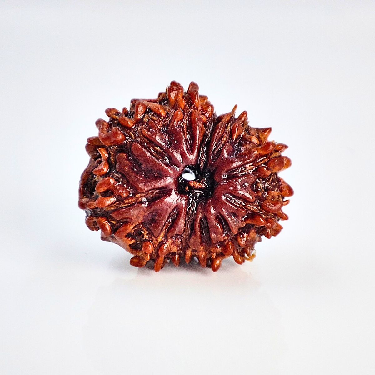 11 Mukhi Rudraksha Nepali Lab Tested Orignal 20MM