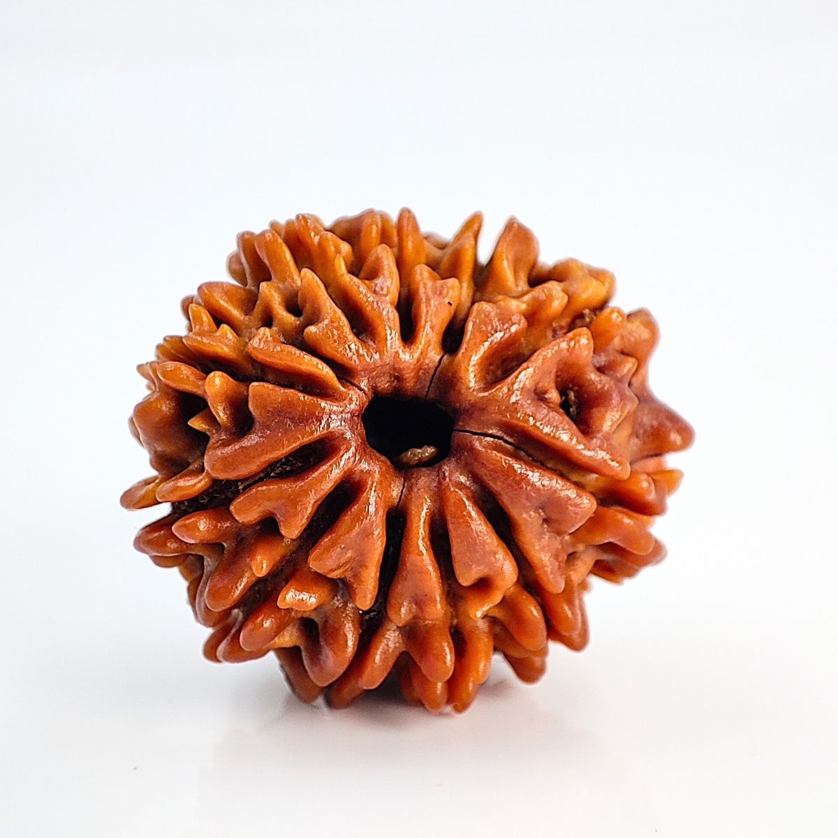 11 Mukhi Rudraksha Nepali Lab Tested Orignal 20mm