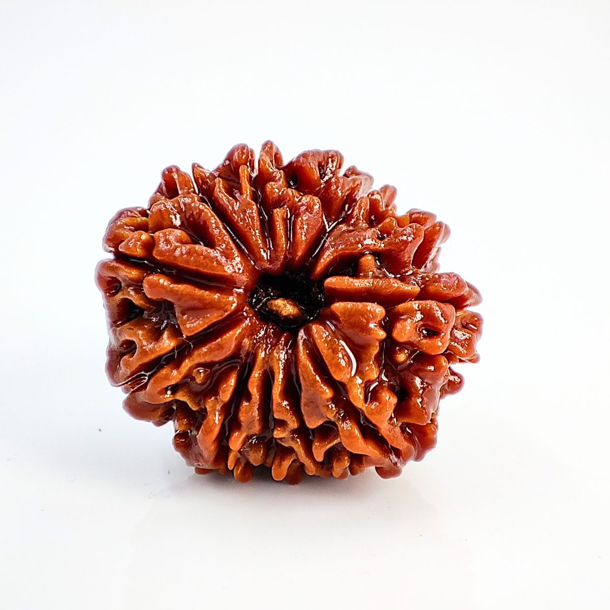 11 Mukhi Rudraksha Nepali Lab Tested Orignal 21MM