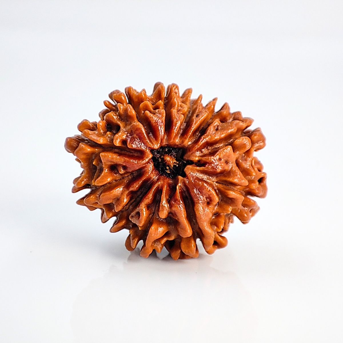 11 Mukhi Rudraksha Nepali Lab Tested Orignal 19mm